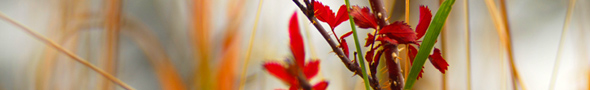 Quiet Mind, Open Heart: Stillness, Silence, and Spaciousness