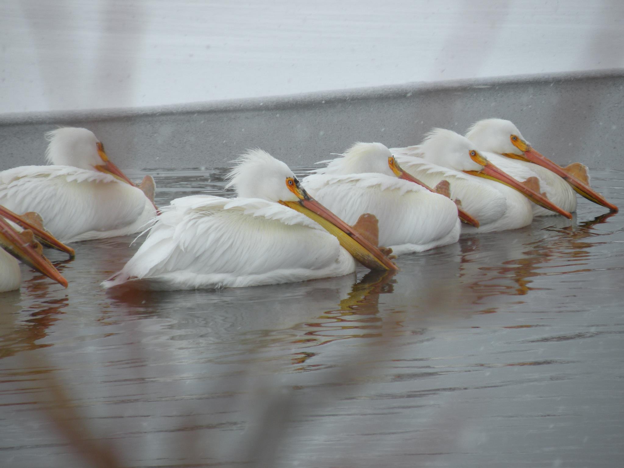 Pelicans with pronounced bill bumps