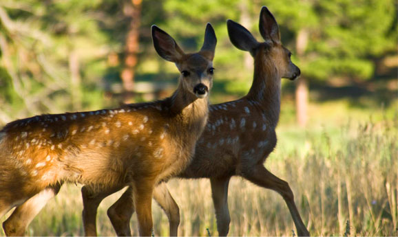 2 deer