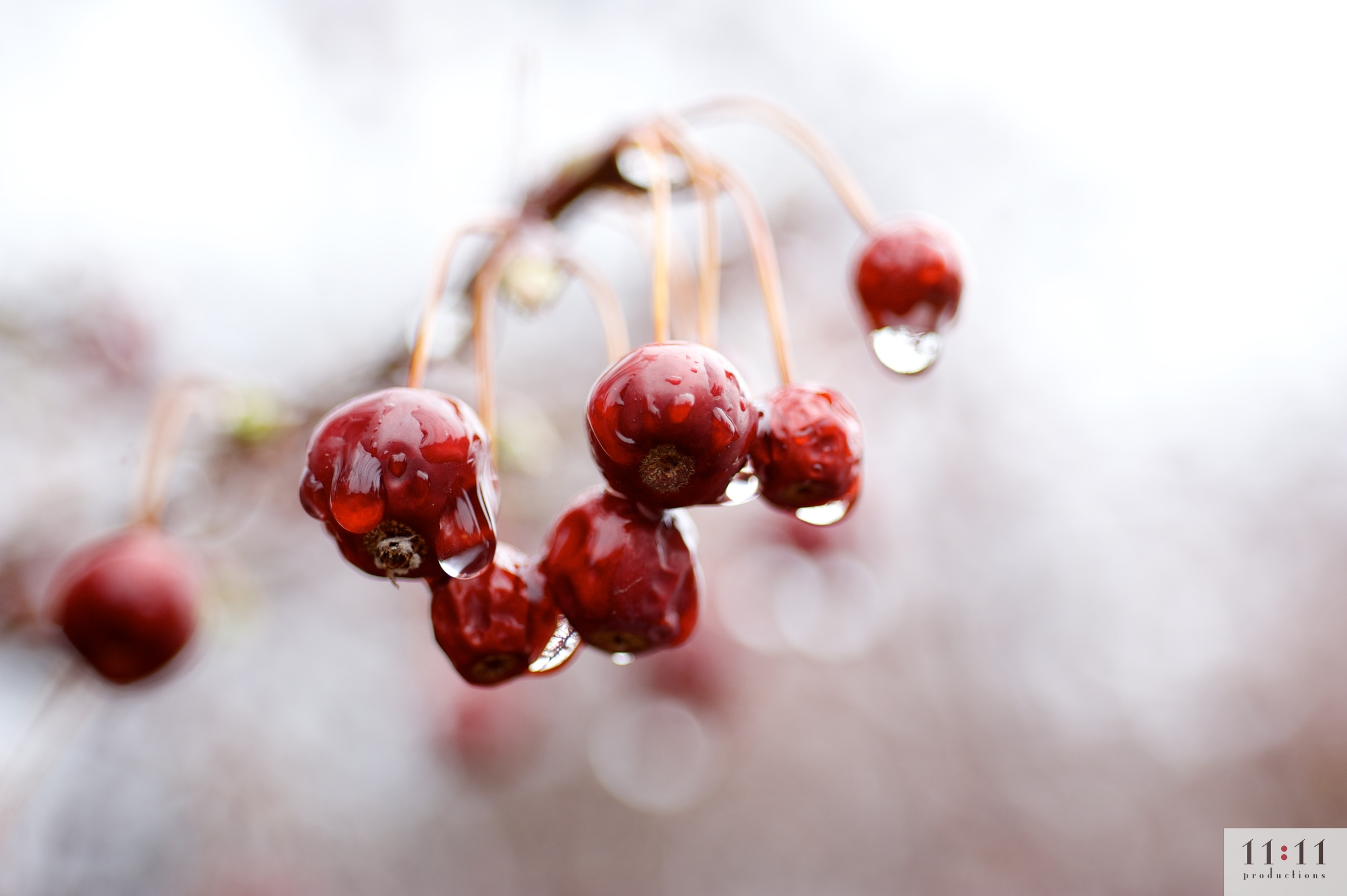 close up of red berries