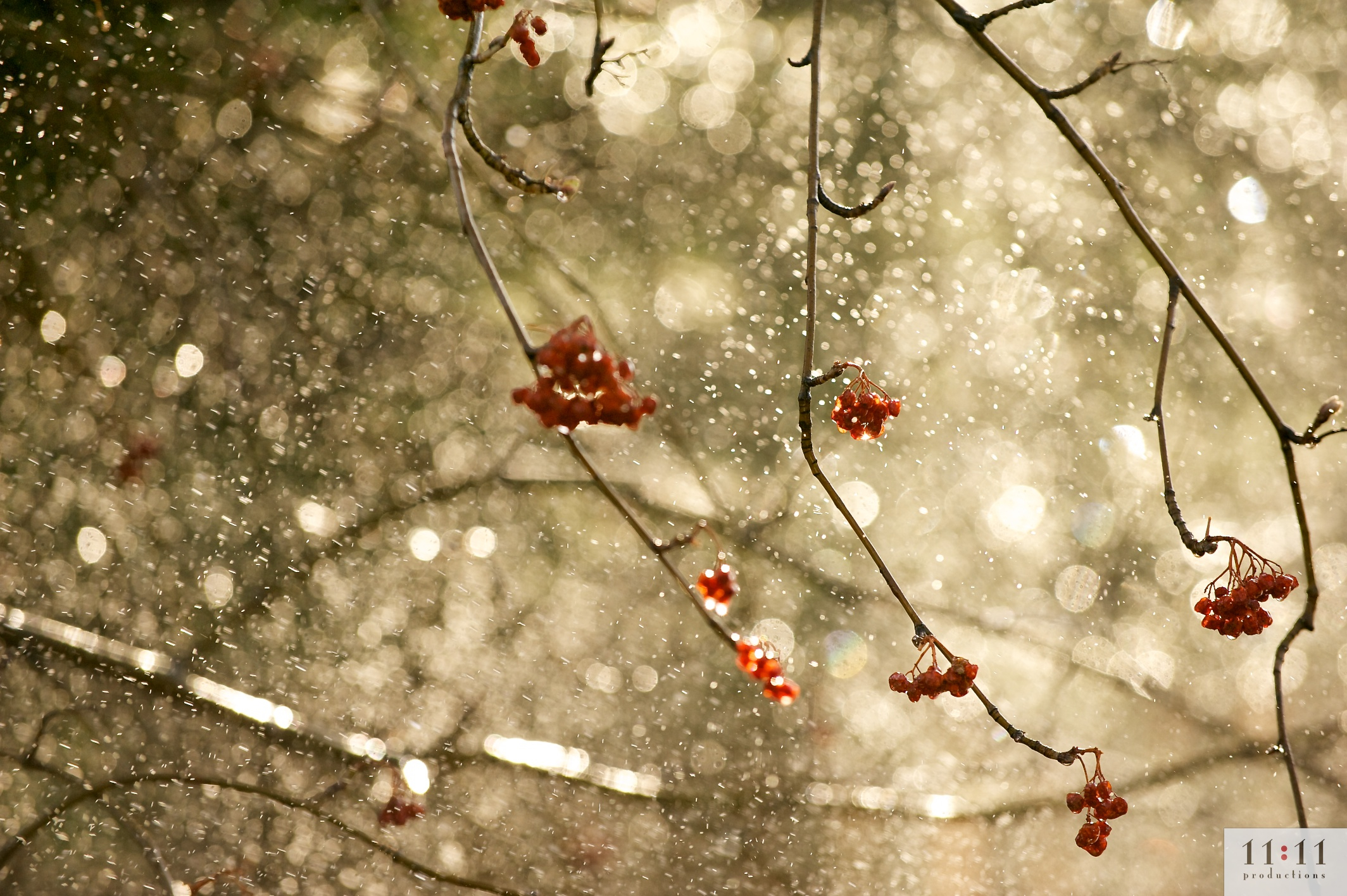 tree branch in rain