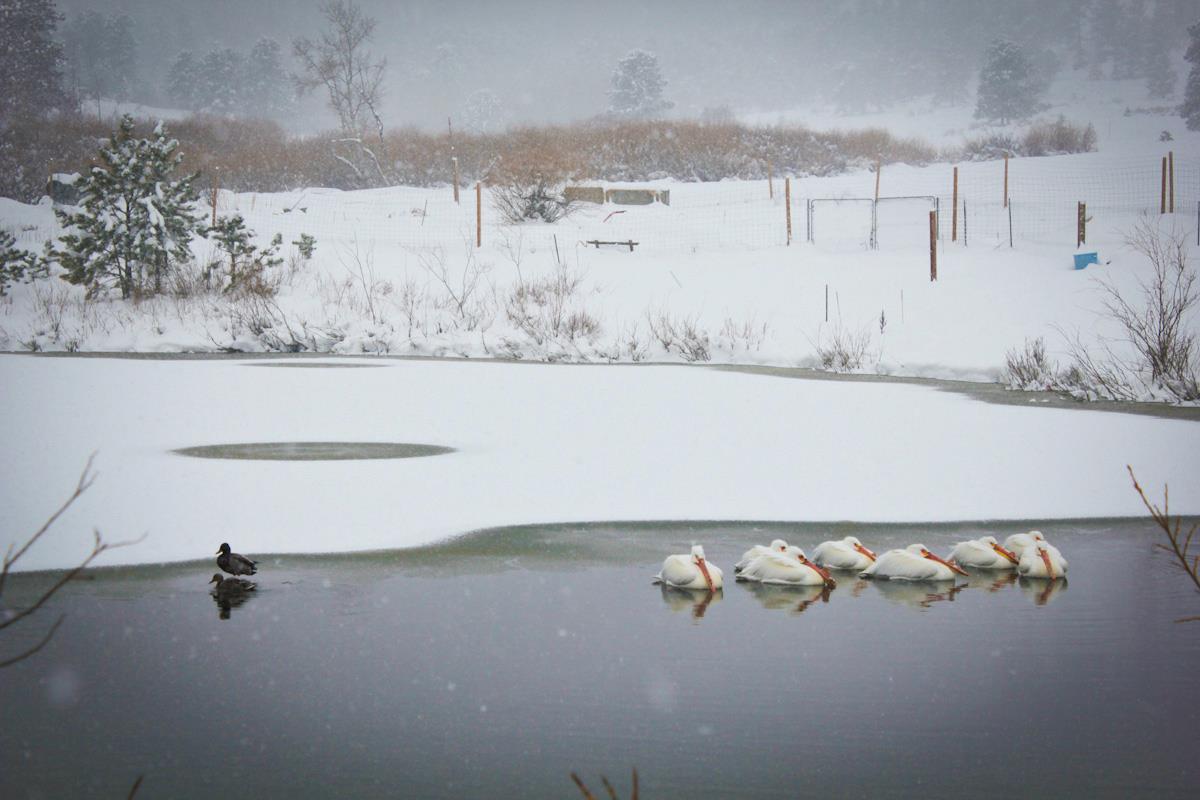 Pelicans in lake with duck