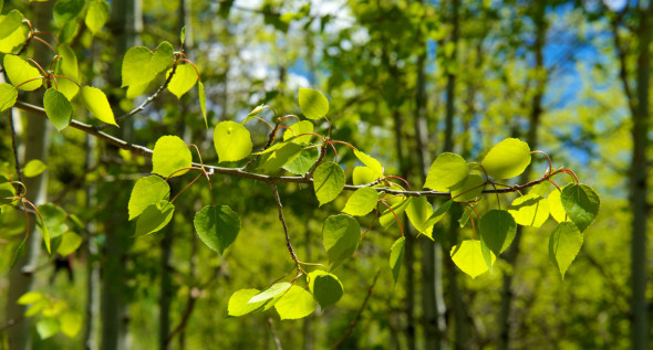 TreeBranch