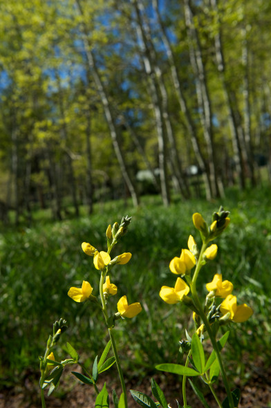 YellowWildflowers