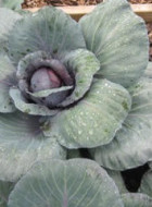 cabbage Mindful Eating workshop EFT