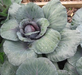 cabbage Mindful Eating workshop EFT