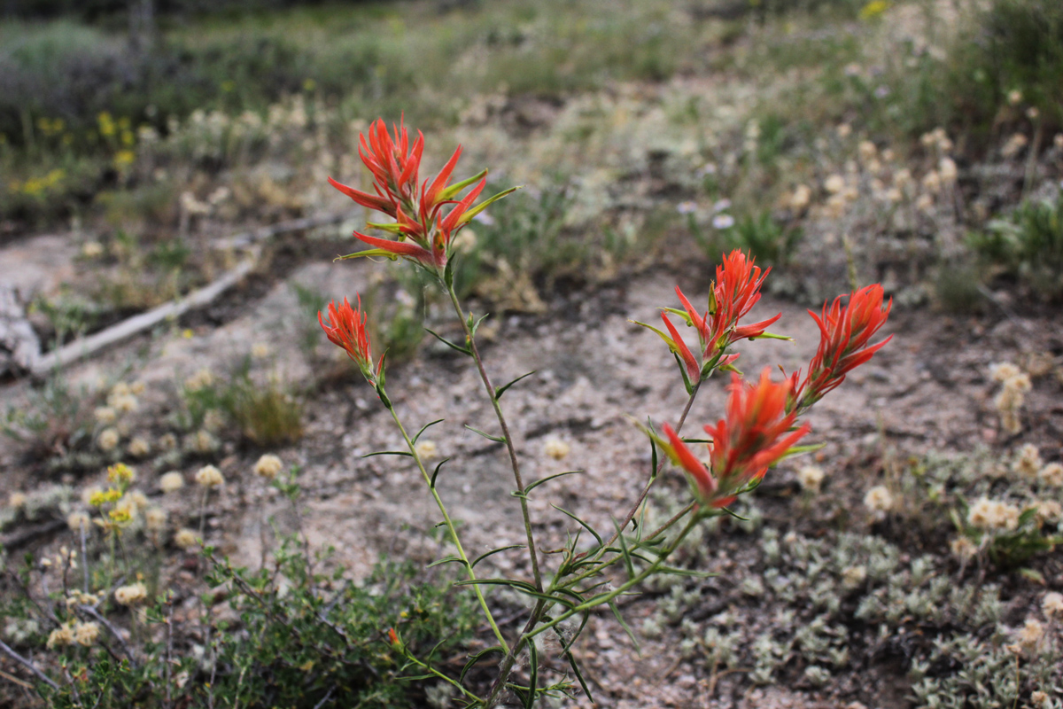 indianpaintbrush