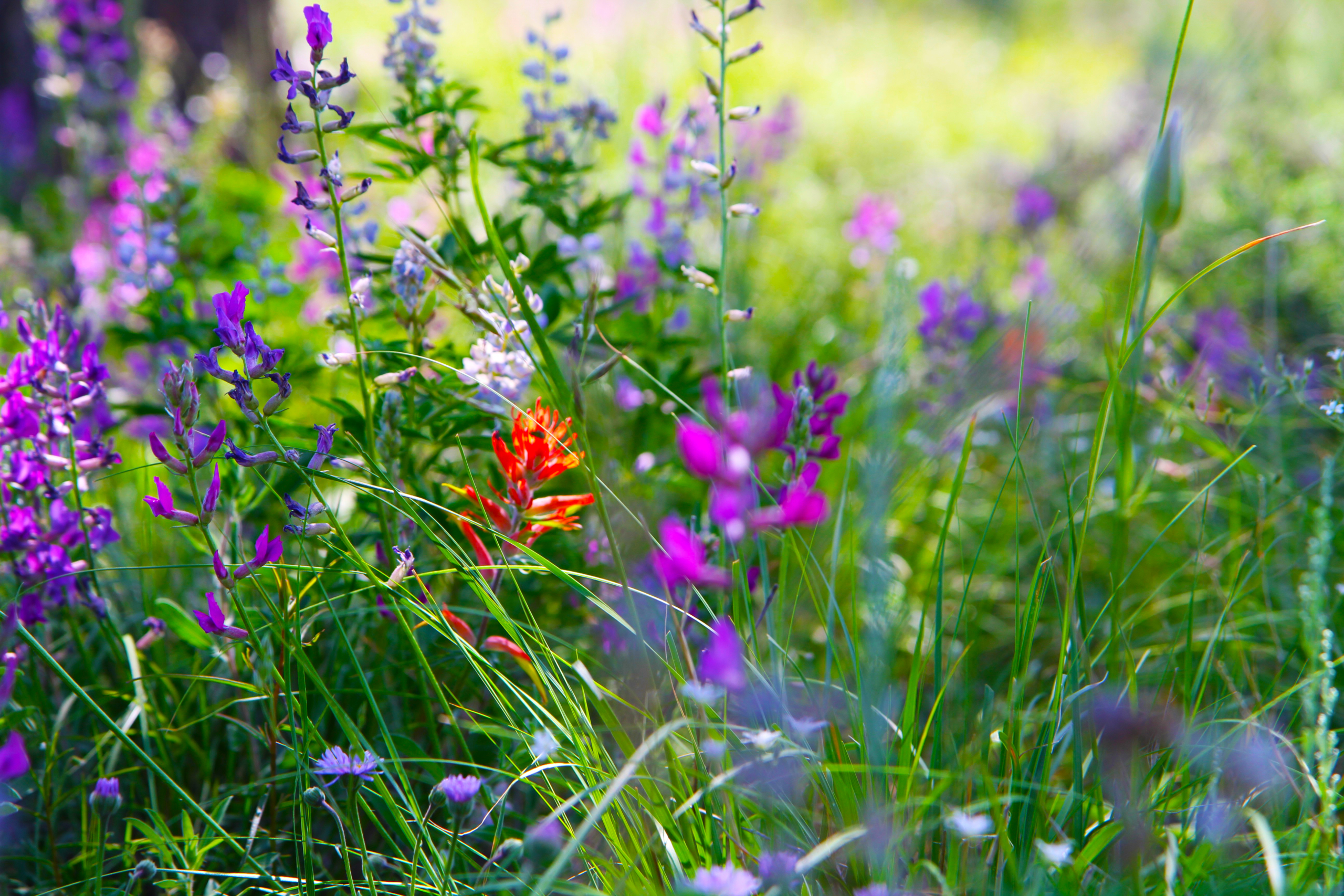 wildflowers