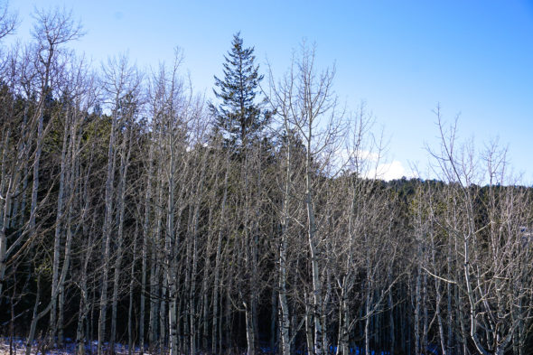winter-trees-aspens