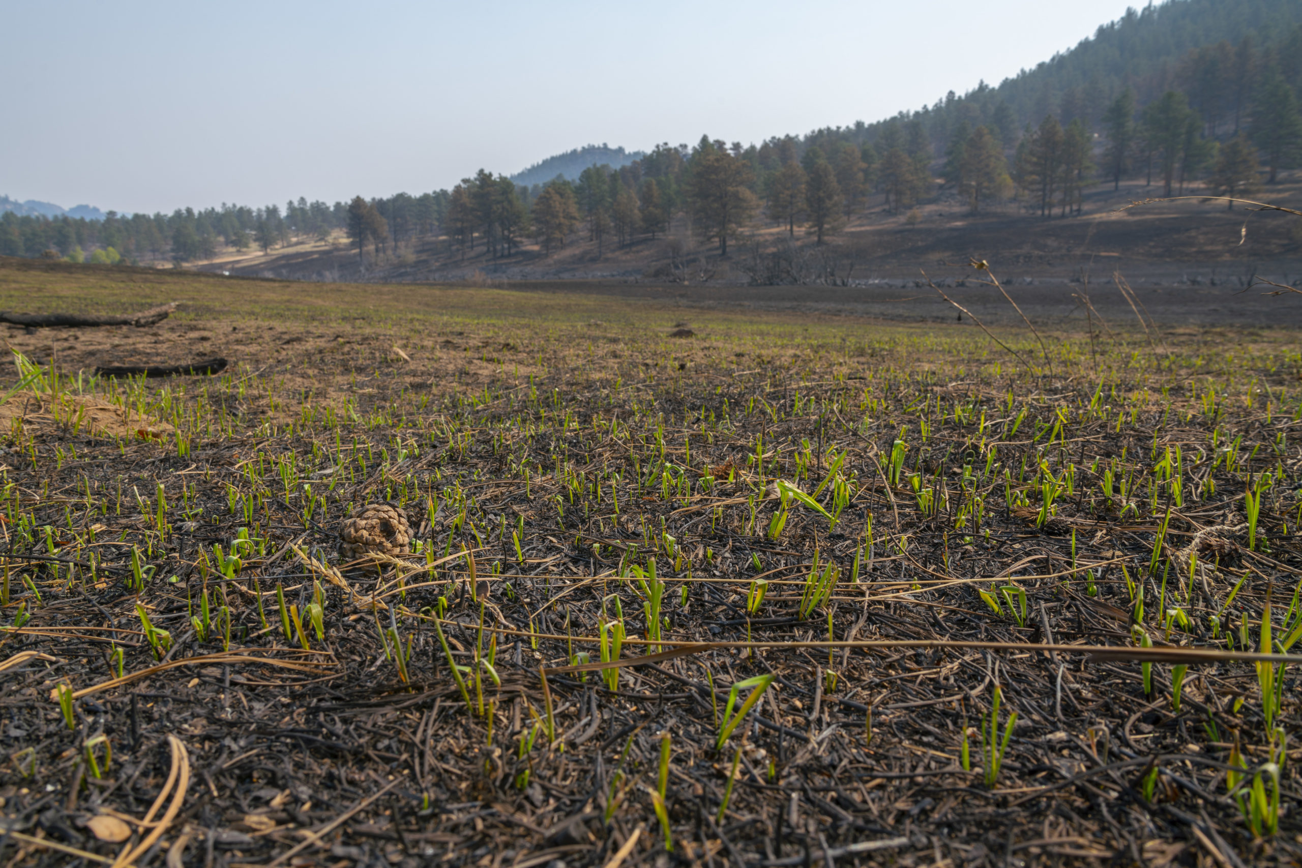 26. New grass sprouts already, one week after the fire!