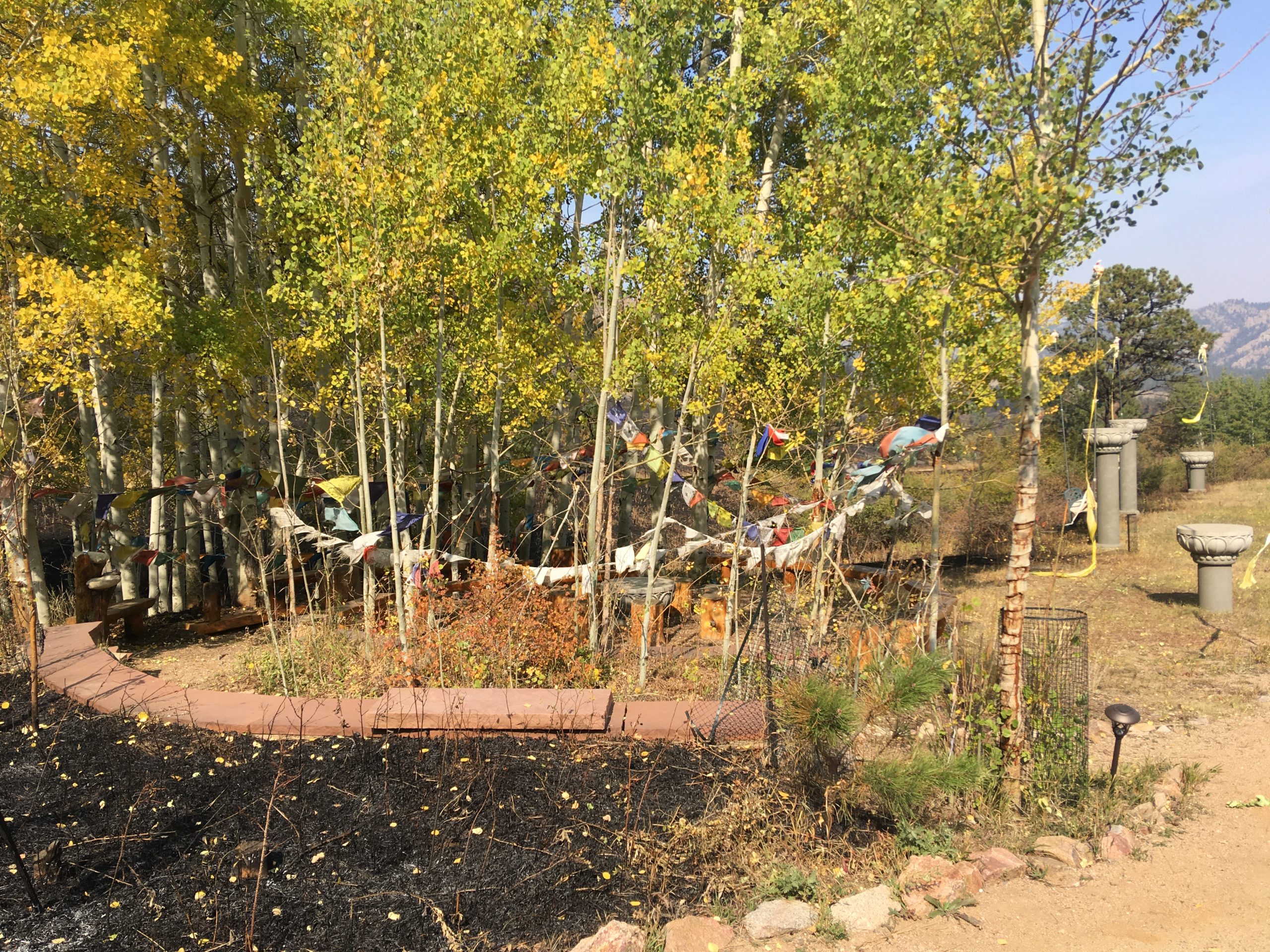 10. Aspens by the Stupa, close up