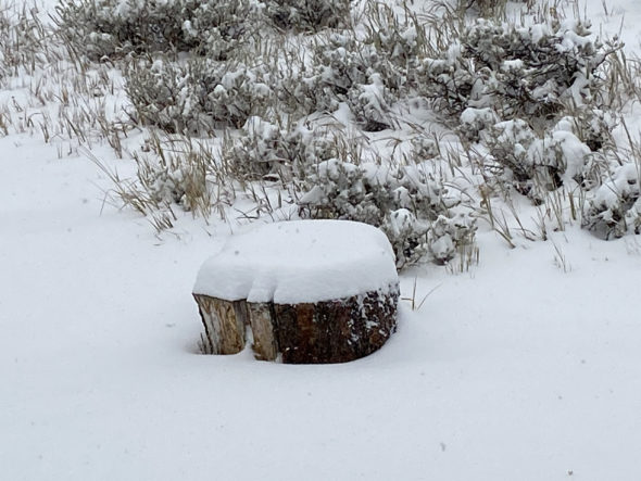 Snow Stumped