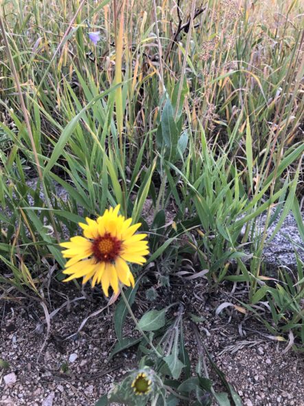 wild flower