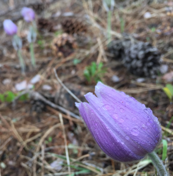 pasqueflower