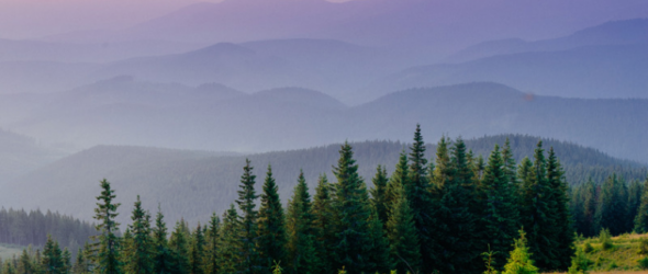 A panoramic landscape showing the purple and blue shadows of a misty mountain range, under a pink and orange sunrise sky, with emerald green pine trees silhouetted in the font, surrounded by a field of golden grasses