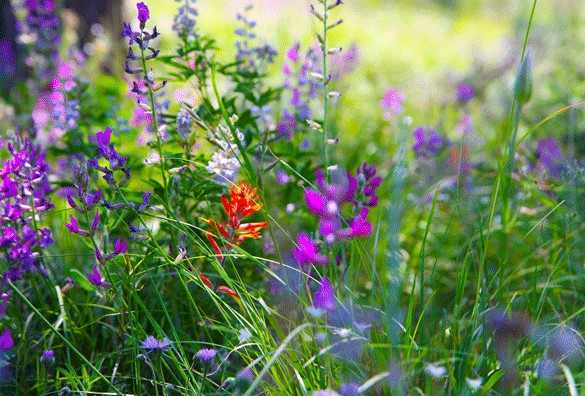 flower genuine care