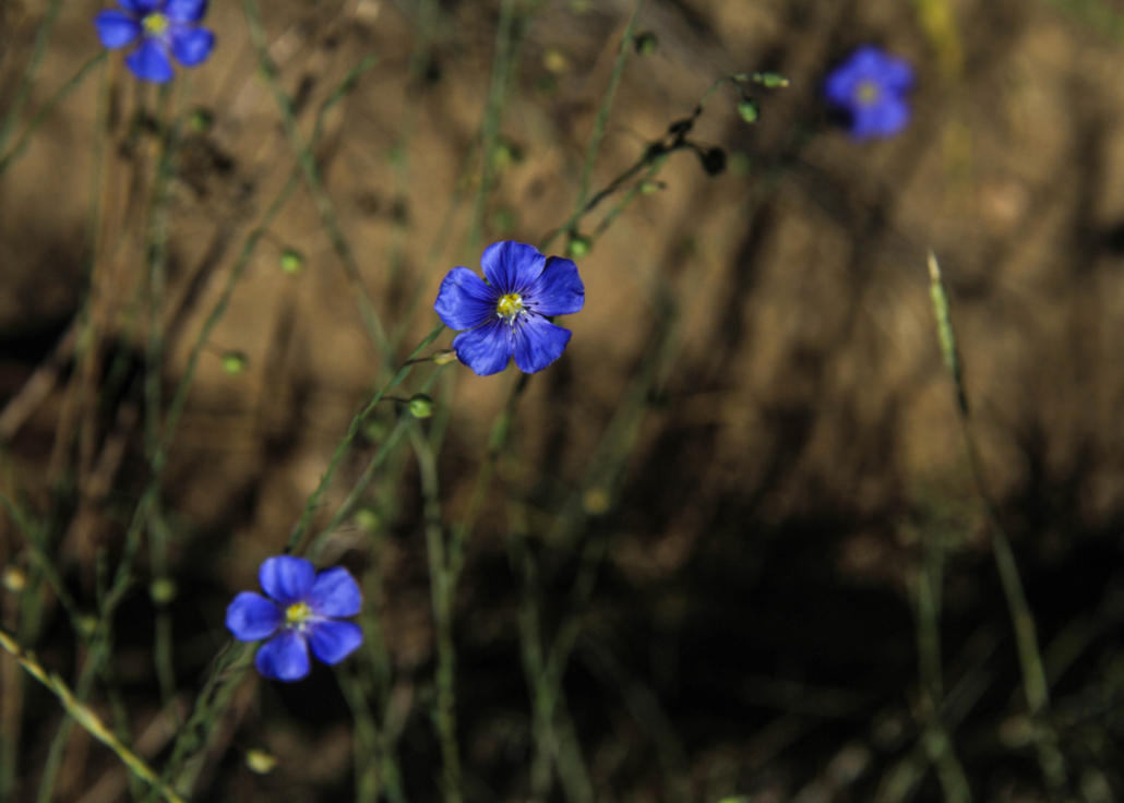 Blurple Flowers