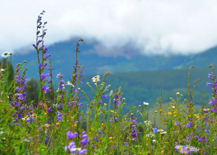 Sitting in Beauty: A 5-day Silent Meditation Retreat