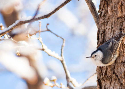 Winter Wildlife Reg Page