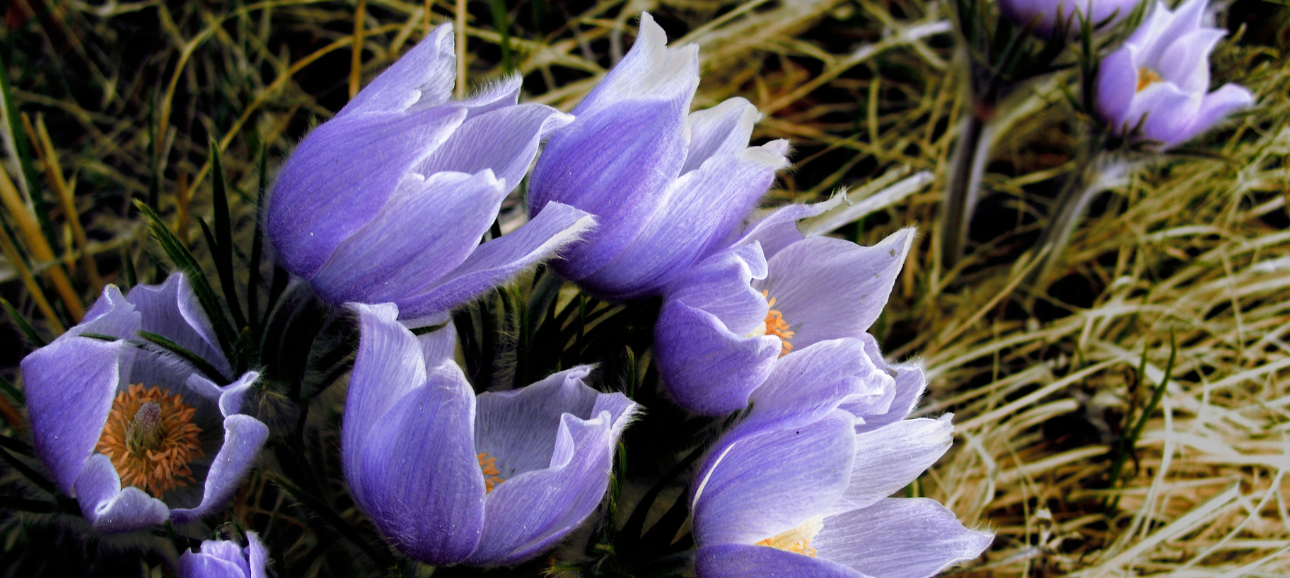 Dark Retreat Scholarships & Recording