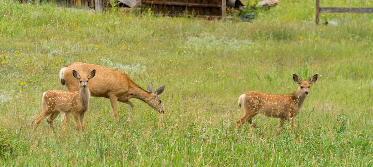 Family Camp Rites of Passage