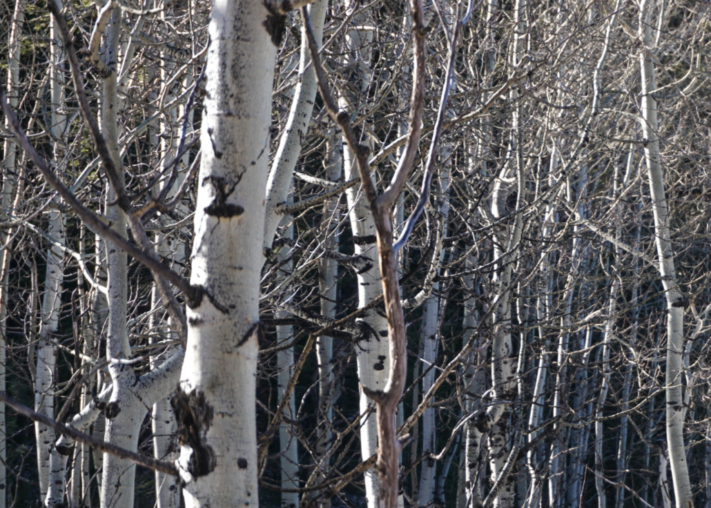 Aspen Grove Winter