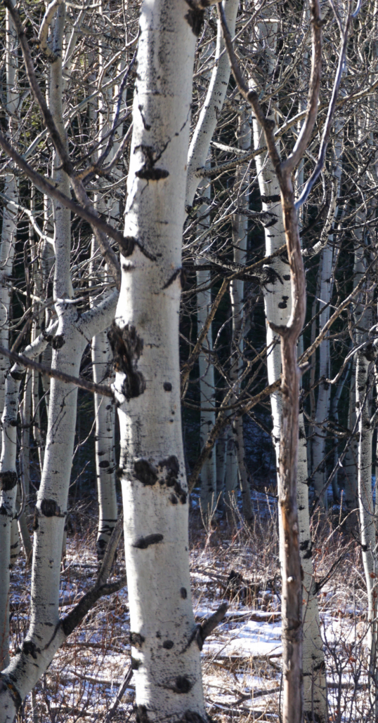 Aspen Winter - Long