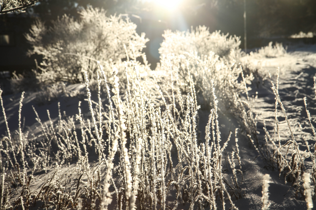 Winter Grass Sunlight