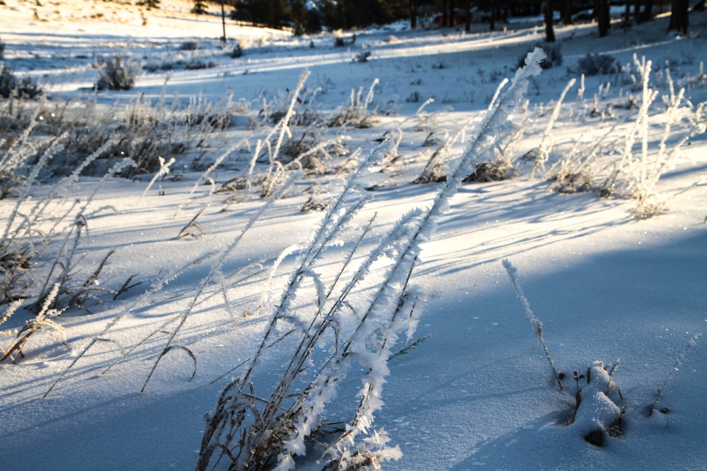 Frosty Winter Grass